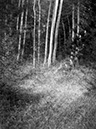 36_scan1004_bearbeitet